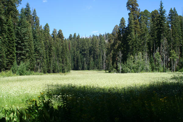 Crescent Meadow